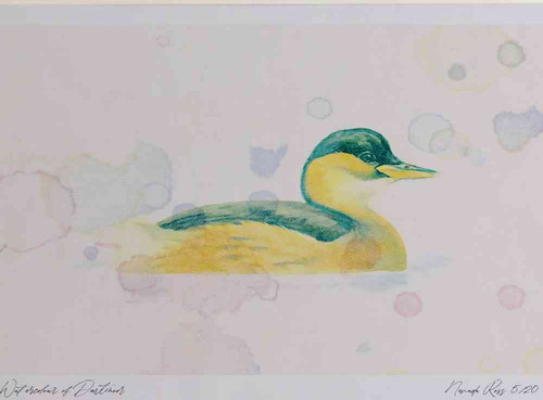 A4 little grebe winter.jpg