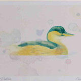A4 little grebe winter