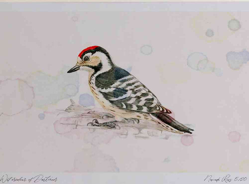 A4 lesser spotted woodpecker male.jpg