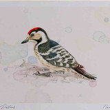 A4 lesser spotted woodpecker male