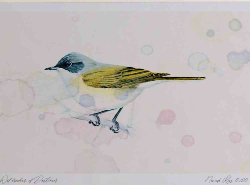 A4 lesser whitethroat.jpg