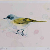 A4 lesser whitethroat