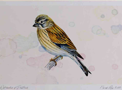 A4 linnet female.jpg
