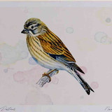 A4 linnet female