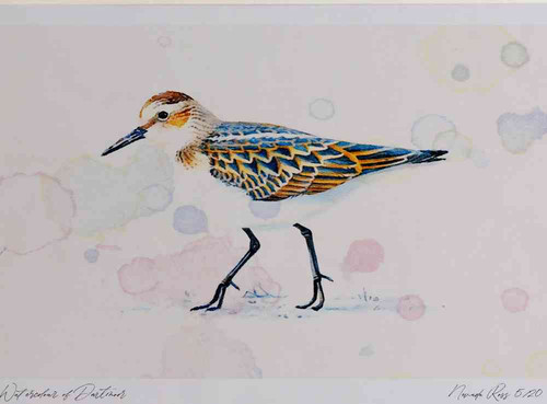 A4 little stint.jpg