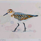 A4 little stint
