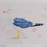 A4 lesser black backed gull adult