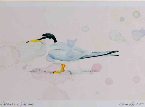 A4 little tern adult breeding plumage.jpg