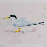 A4 little tern adult breeding plumage