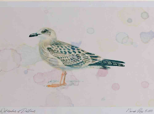 A4 lesser black backed gull juvenile.jpg