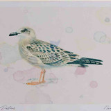 A4 lesser black backed gull juvenile