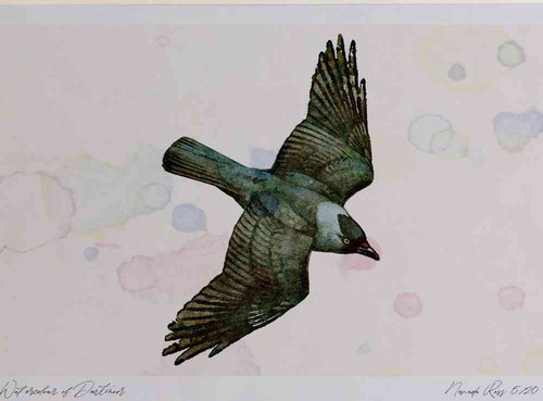 A4 jackdaw inflight.jpg