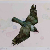 A4 jackdaw inflight