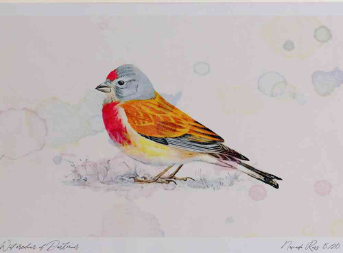 A4 linnet male.jpg