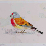 A4 linnet male