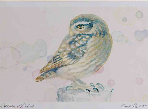 A4 little owl juvenile.jpg