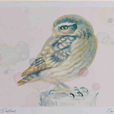 A4 little owl juvenile