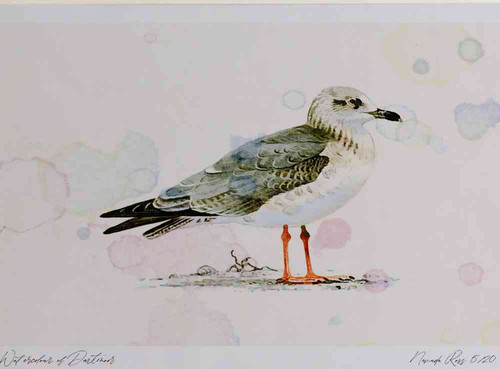 A4 lesser black backed gull secondwinter.jpg