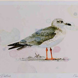 A4 lesser black backed gull secondwinter
