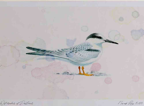 A4 little tern juvenile.jpg