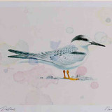 A4 little tern juvenile