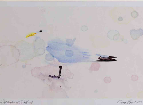 A4 kittiwake adult.jpg