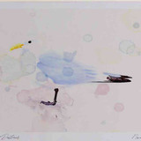 A4 kittiwake adult