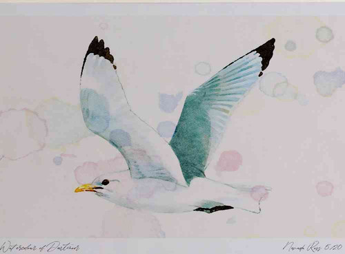 A4 kittiwake adult inflight.jpg