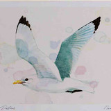 A4 kittiwake adult inflight