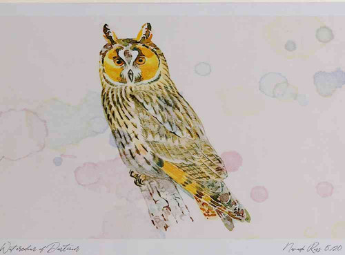 A4 long eared owl.jpg