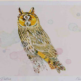 A4 long eared owl