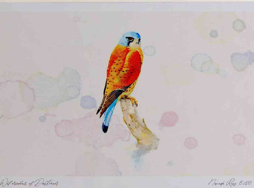 A4 kestrel male.jpg