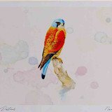A4 kestrel male