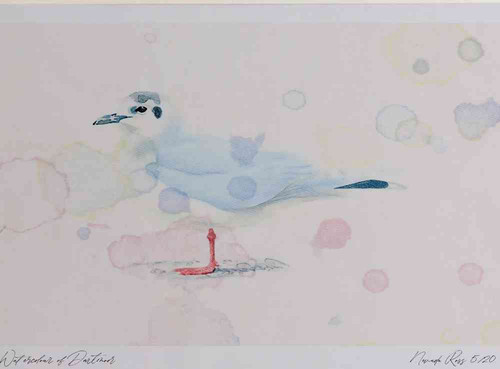 A4 little gull adult nonbreeding plumage.jpg