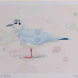 A4 little gull adult nonbreeding plumage