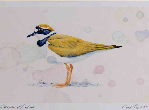 A4 little ringed plover adult breeding plumage.jpg