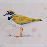 A4 little ringed plover adult breeding plumage