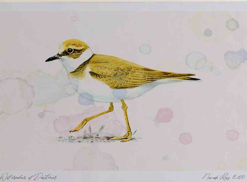 A4 little ringed plover juvenile.jpg