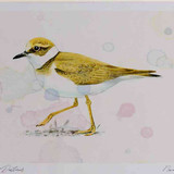 A4 little ringed plover juvenile