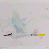 A4 little egret inflight