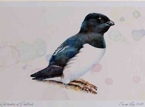 A4 little auk breeding plumage.jpg