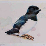 A4 little auk breeding plumage