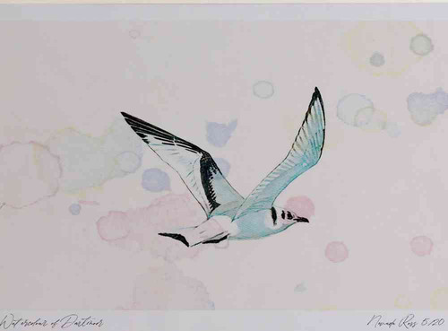 A4 kittiwake juvenile inflight.jpg