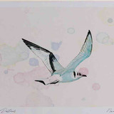 A4 kittiwake juvenile inflight