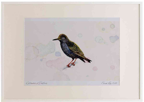A2 starling adult.jpg