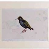 A2 starling adult