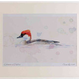 A2 smew female
