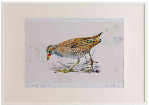 A2 spotted crake adult.jpg