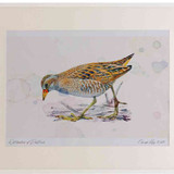 A2 spotted crake adult