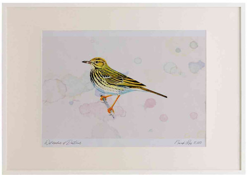 A2 tree pipit.jpg